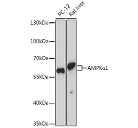 Western Blot - Anti-AMPK alpha 1 Antibody (A90860) - Antibodies.com