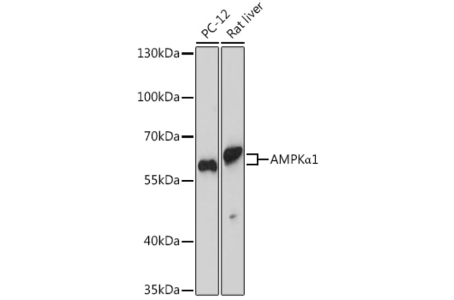 Western Blot - Anti-AMPK alpha 1 Antibody (A90860) - Antibodies.com