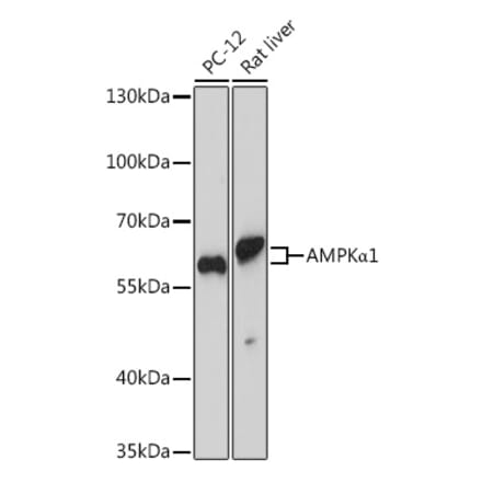 Western Blot - Anti-AMPK alpha 1 Antibody (A90860) - Antibodies.com