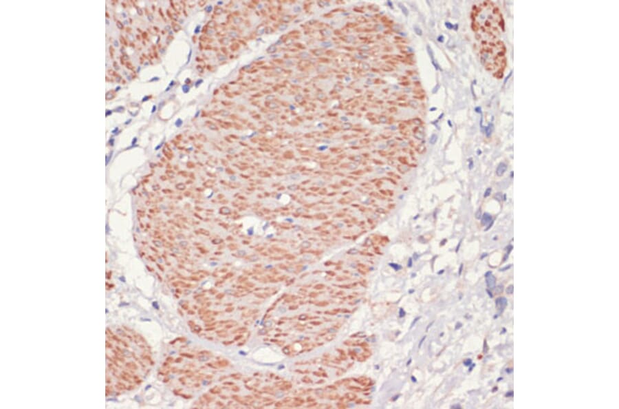 Immunohistochemistry - Anti-AMPK alpha 1 Antibody (A90860) - Antibodies.com
