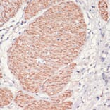 Immunohistochemistry - Anti-AMPK alpha 1 Antibody (A90860) - Antibodies.com