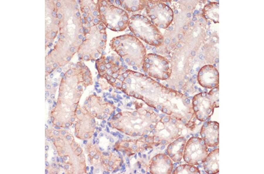 Immunohistochemistry - Anti-AMPK alpha 1 Antibody (A90860) - Antibodies.com