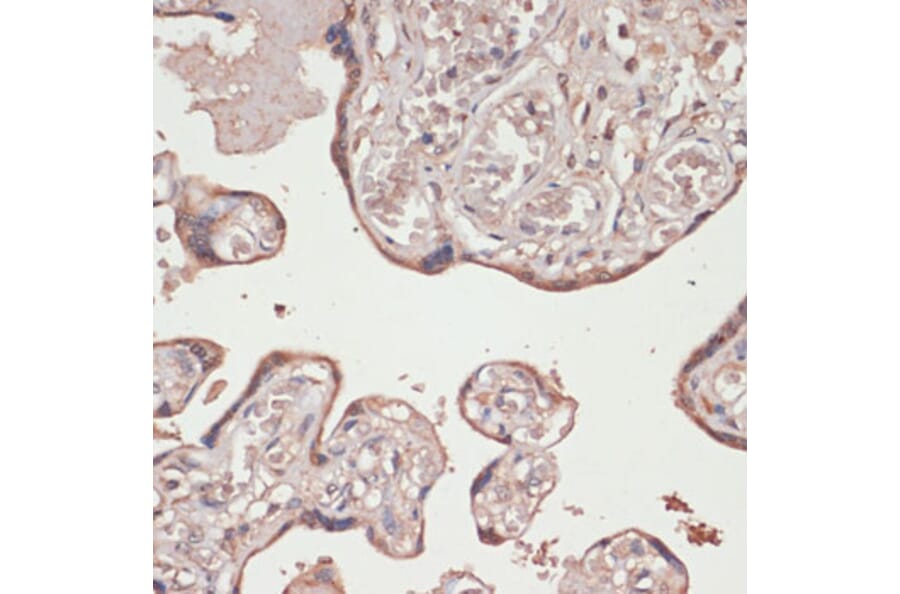 Immunohistochemistry - Anti-TXNRD1 Antibody (A90861) - Antibodies.com