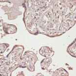 Immunohistochemistry - Anti-TXNRD1 Antibody (A90861) - Antibodies.com