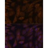 Immunofluorescence - Anti-TXNRD1 Antibody (A90861) - Antibodies.com