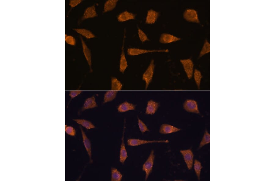 Immunofluorescence - Anti-TXNRD1 Antibody (A90861) - Antibodies.com