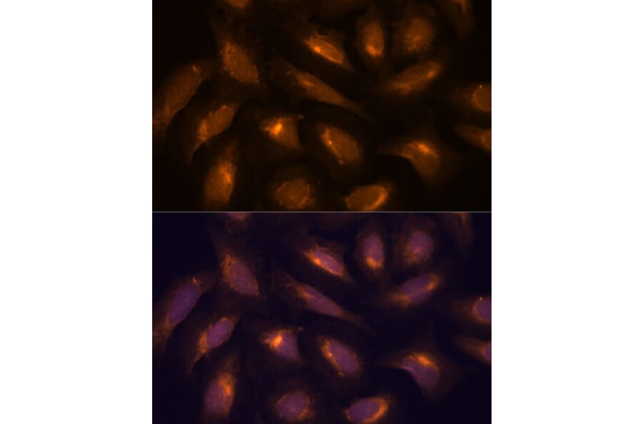 Immunofluorescence - Anti-TXNRD1 Antibody (A90861) - Antibodies.com