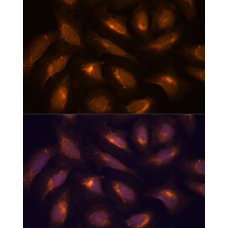 Immunofluorescence - Anti-TXNRD1 Antibody (A90861) - Antibodies.com