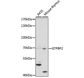 Western Blot - Anti-GTPBP2 Antibody (A90864) - Antibodies.com