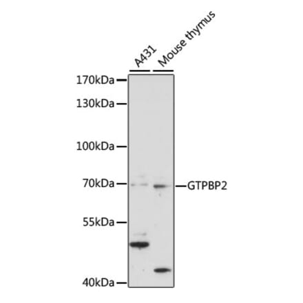 Western Blot - Anti-GTPBP2 Antibody (A90864) - Antibodies.com