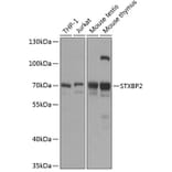 Western Blot - Anti-Munc18-2 Antibody (A90865) - Antibodies.com
