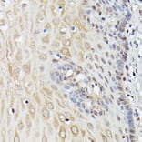 Immunohistochemistry - Anti-ASC1 Antibody (A90869) - Antibodies.com