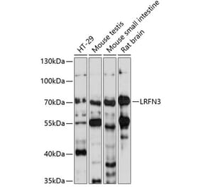 Western Blot - Anti-LRFN3 Antibody (A90871) - Antibodies.com