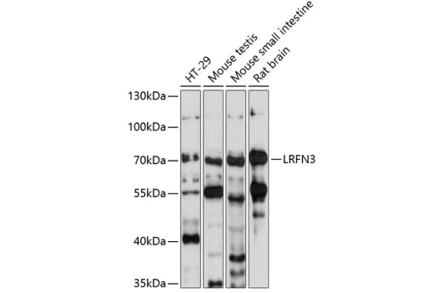 Western Blot - Anti-LRFN3 Antibody (A90871) - Antibodies.com