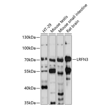 Western Blot - Anti-LRFN3 Antibody (A90871) - Antibodies.com