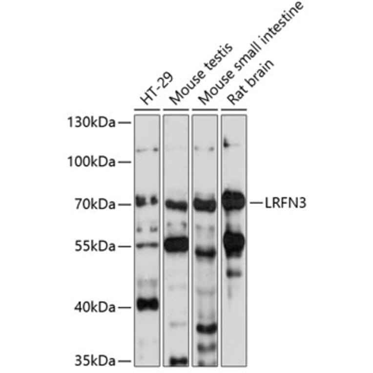 Western Blot - Anti-LRFN3 Antibody (A90871) - Antibodies.com