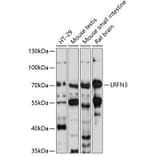 Western Blot - Anti-LRFN3 Antibody (A90871) - Antibodies.com