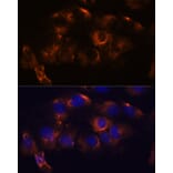 Immunofluorescence - Anti-ARL6IP2 Antibody (A90872) - Antibodies.com