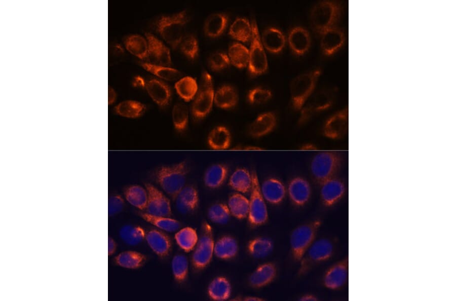 Immunofluorescence - Anti-ARL6IP2 Antibody (A90872) - Antibodies.com
