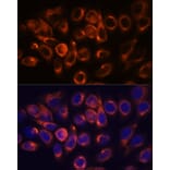 Immunofluorescence - Anti-ARL6IP2 Antibody (A90872) - Antibodies.com