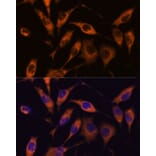 Immunofluorescence - Anti-ARL6IP2 Antibody (A90872) - Antibodies.com