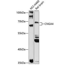 Western Blot - Anti-CNGA4 Antibody (A90874) - Antibodies.com