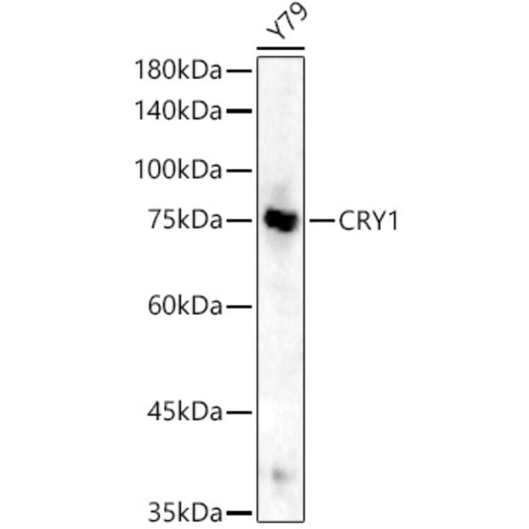 Western Blot - Anti-Cryptochrome I / CRY1 Antibody (A90875) - Antibodies.com