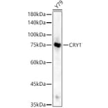 Western Blot - Anti-Cryptochrome I / CRY1 Antibody (A90875) - Antibodies.com