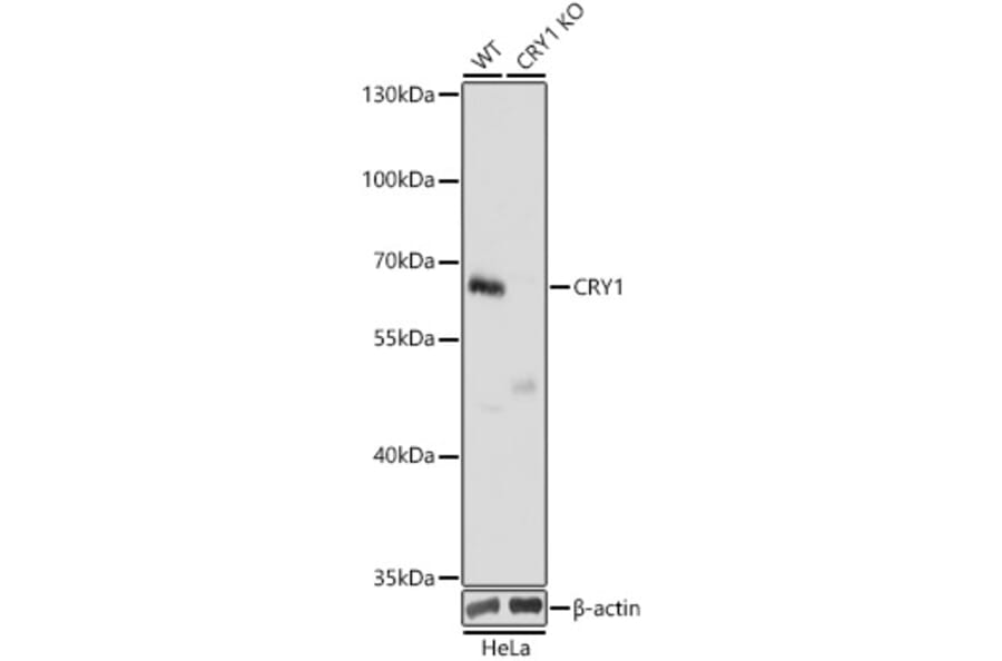 Western Blot - Anti-Cryptochrome I / CRY1 Antibody (A90875) - Antibodies.com