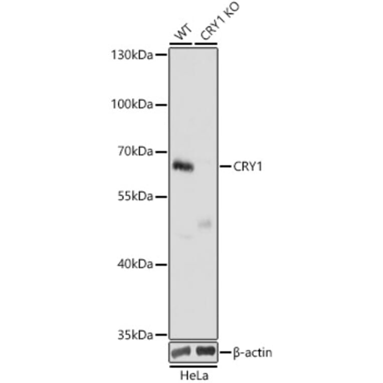 Western Blot - Anti-Cryptochrome I / CRY1 Antibody (A90875) - Antibodies.com