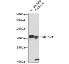 Western Blot - Anti-MT-ND5 Antibody (A90876) - Antibodies.com