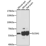 Western Blot - Anti-GABA Transporter 1/GAT 1 Antibody (A90877) - Antibodies.com
