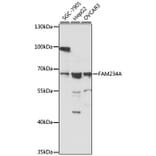 Western Blot - Anti-FAM234A Antibody (A90878) - Antibodies.com