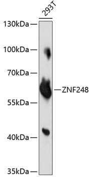 Western blot analysis of extracts of 293T cells, using Anti-ZNF248 Antibody (A14915) at 1:1,000 dilution.
Secondary antibody: Goat Anti-Rabbit IgG (H+L) (HRP) (AS014) at 1:10,000 dilution.
Lysates / proteins: 25µg per lane.
Blocking buffer: 3% non-fat dry milk in TBST.
Detection: ECL Basic Kit (RM00020).
Exposure time: 10s.