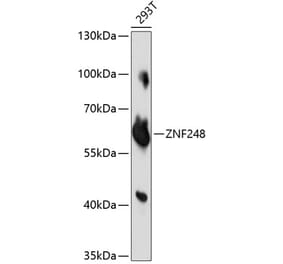 Western Blot - Anti-ZNF248 Antibody (A90879) - Antibodies.com