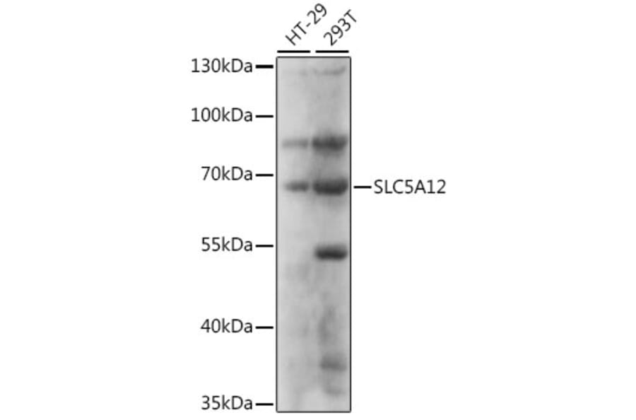 Western Blot - Anti-SLC5A12 Antibody (A90881) - Antibodies.com