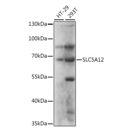 Western Blot - Anti-SLC5A12 Antibody (A90881) - Antibodies.com