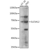Western Blot - Anti-SLC5A12 Antibody (A90881) - Antibodies.com