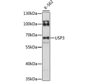 Western Blot - Anti-USP3 Antibody (A90882) - Antibodies.com