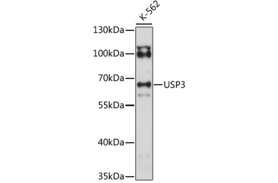 Western Blot - Anti-USP3 Antibody (A90882) - Antibodies.com
