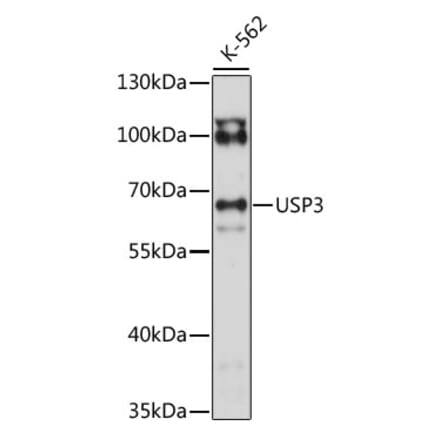 Western Blot - Anti-USP3 Antibody (A90882) - Antibodies.com