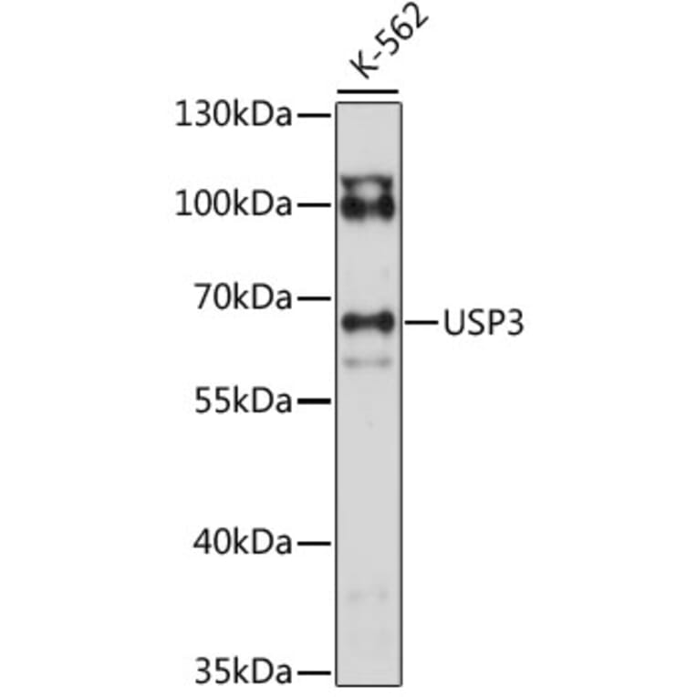 Western Blot - Anti-USP3 Antibody (A90882) - Antibodies.com