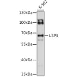 Western Blot - Anti-USP3 Antibody (A90882) - Antibodies.com