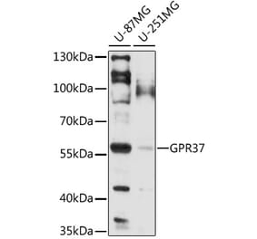 Western Blot - Anti-GPCR GPR37 Antibody (A90885) - Antibodies.com