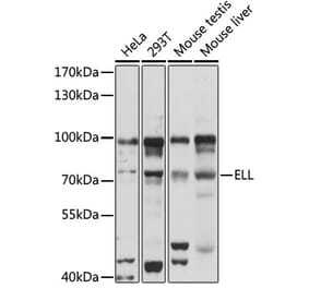 Western Blot - Anti-ELL Antibody (A90887) - Antibodies.com