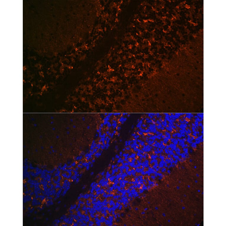 Immunofluorescence - Anti-VGLUT2 Antibody (A90888) - Antibodies.com