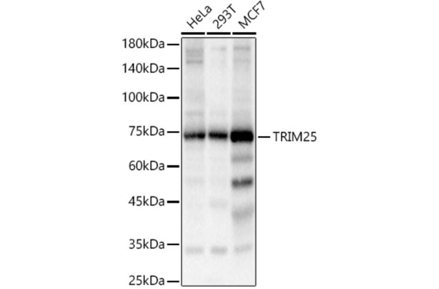 Western Blot - Anti-TRIM25/EFP Antibody (A90890) - Antibodies.com