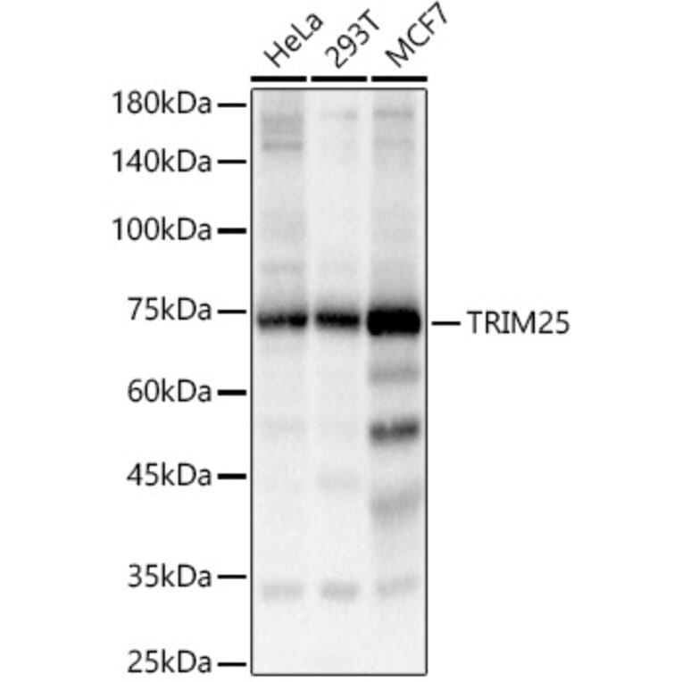 Western Blot - Anti-TRIM25/EFP Antibody (A90890) - Antibodies.com