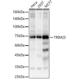 Western Blot - Anti-TRIM25/EFP Antibody (A90890) - Antibodies.com