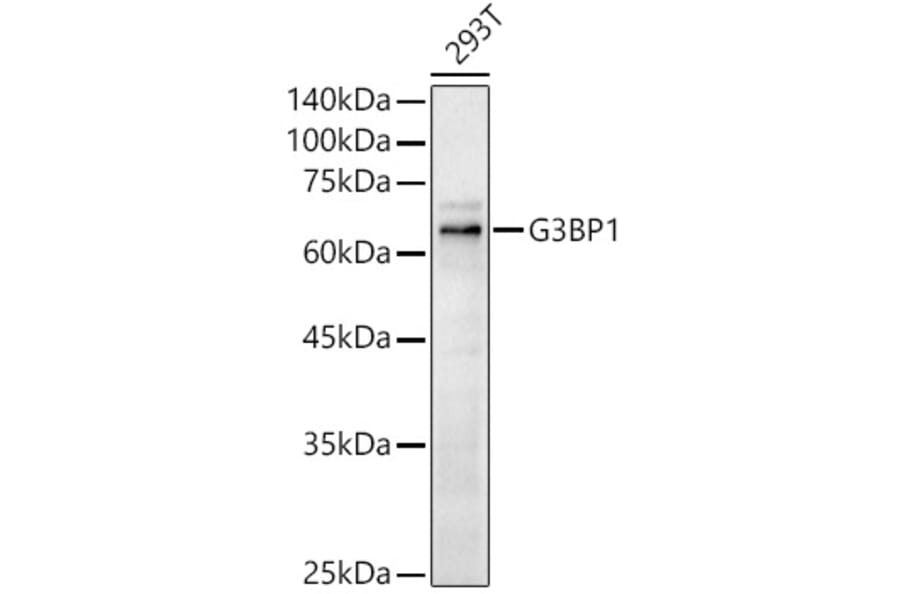 Western Blot - Anti-G3BP Antibody (A90896) - Antibodies.com